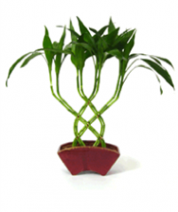 8 cane trellis in fan vase.png 8 cane trellis in fan vase.png